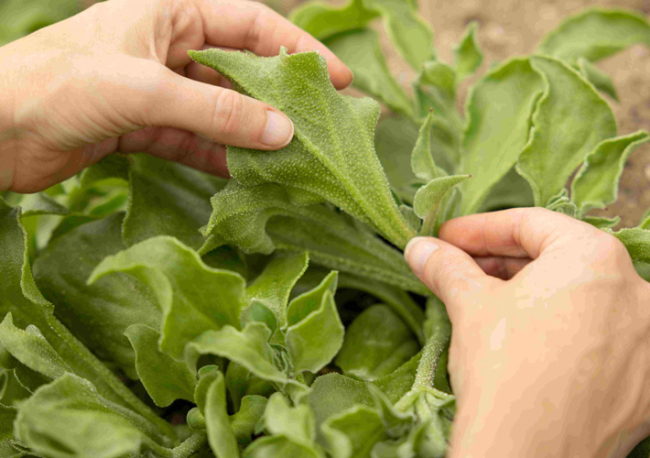 Foto Groupe Rocher y Dassault Systèmes emprenden una nueva colaboración para transformar la formulación de cosmética natural con tecnología de gemelo virtual.